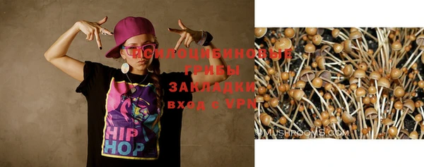 прущие грибы Аркадак